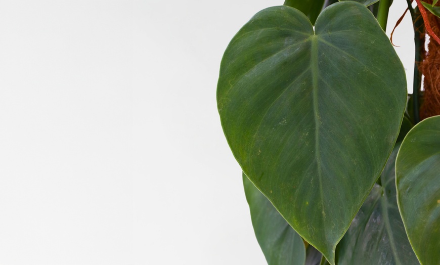 Image 2: Kletter-Philodendron inkl. Moosstab
