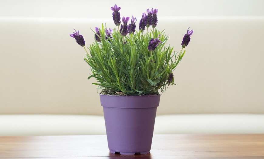 Image 1: 6 ou 12 plants de lavande "Lavandula angustifolia"