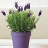 Image 1: 6 ou 12 plants de lavande "Lavandula angustifolia"