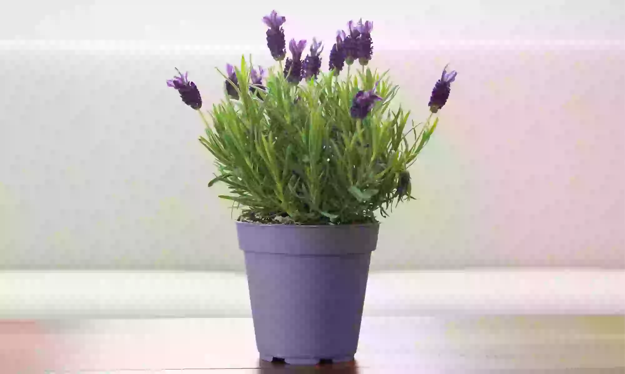 6 ou 12 plants de lavande "Lavandula angustifolia", livraison offerte - Primary Image