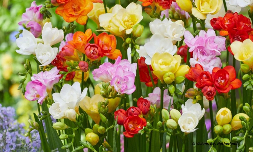 Image 1: Fragrant Freesia Double or Single - up to 200 bulbs
