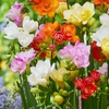 Image 1: Fragrant Freesia Double or Single - up to 200 bulbs
