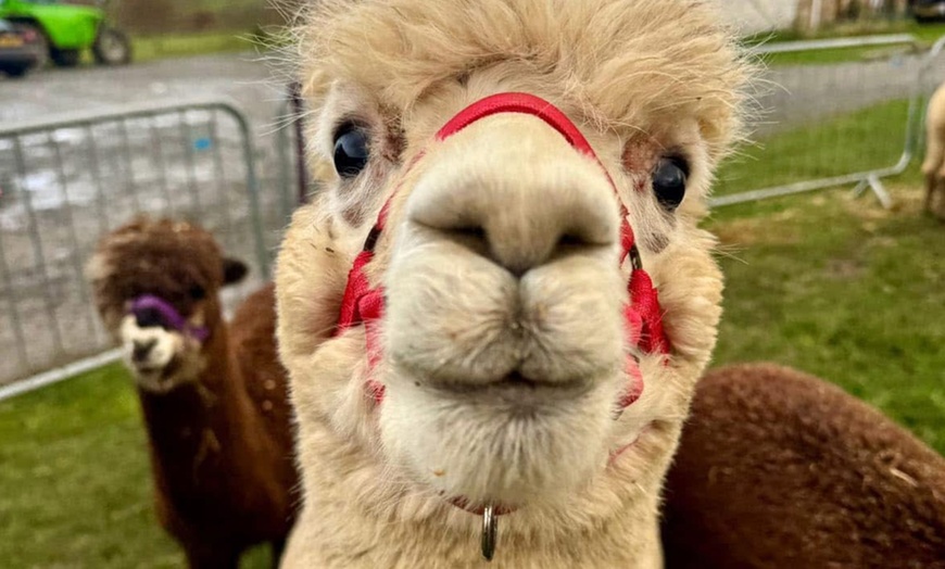 Image 4: Discover a Private Alpaca Farm Experience for a Family of 4, 5, or 6