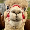 Image 4: Discover a Private Alpaca Farm Experience for a Family of 4, 5, or 6