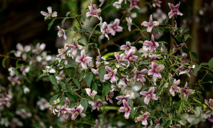 Image 5: 1 or 2 Philadelphus Petite Perfume Pink Potted Plants