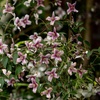 Image 5: 1 or 2 Philadelphus Petite Perfume Pink Potted Plants