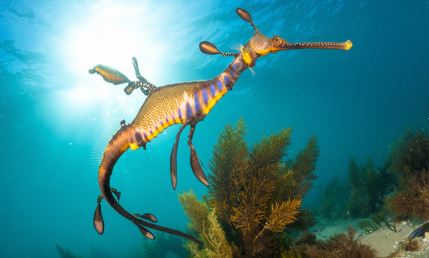 Image 2: 1.5-Hour Wildlife Adventure Cruise or 2-Hour Snorkel with Seals