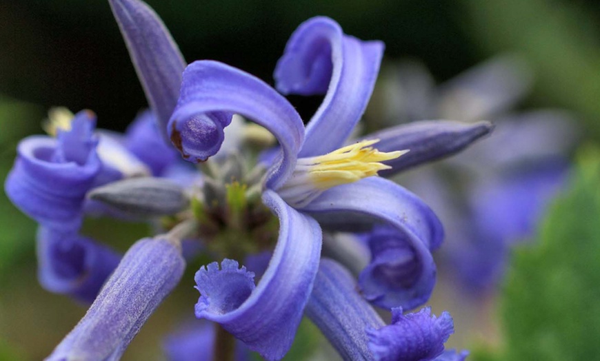 Image 2: One, Two or Three Clematis New Love 7cm Pot Plants