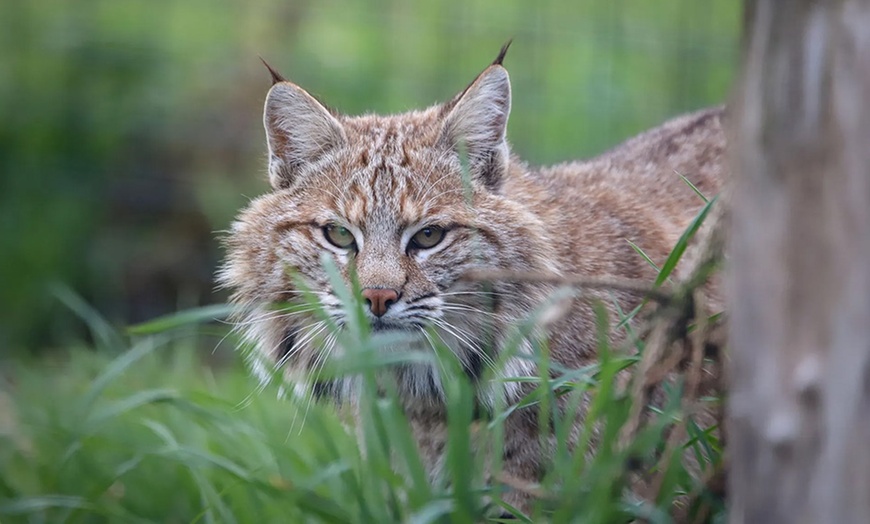 Image 10: Spannende Führung durch das Wildkatzenzentrum Felidae