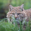 Image 10: Spannende Führung durch das Wildkatzenzentrum Felidae