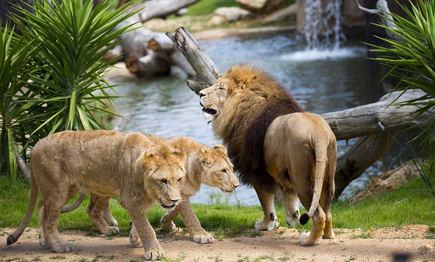 Image 7: Entrée au ZooParc de Beauval