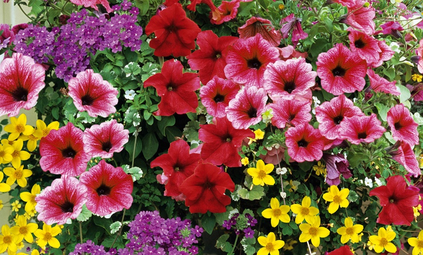 Image 9: Lucky Dip Summer Bedding Plants - Up to 144 Plants