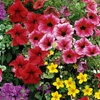 Image 9: Lucky Dip Summer Bedding Plants - Up to 144 Plants