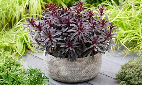 Groupon Unisex Black Euphorbia Bird 9Cm Potted Evergreen Perennial Plants: One