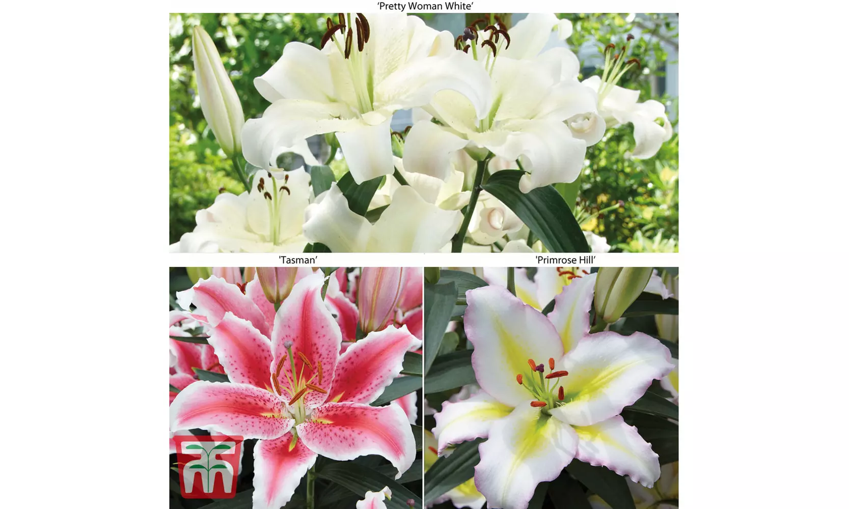 Lily Giant Flowered Collection – Buy 15 or 30 bulbs - Primary Image