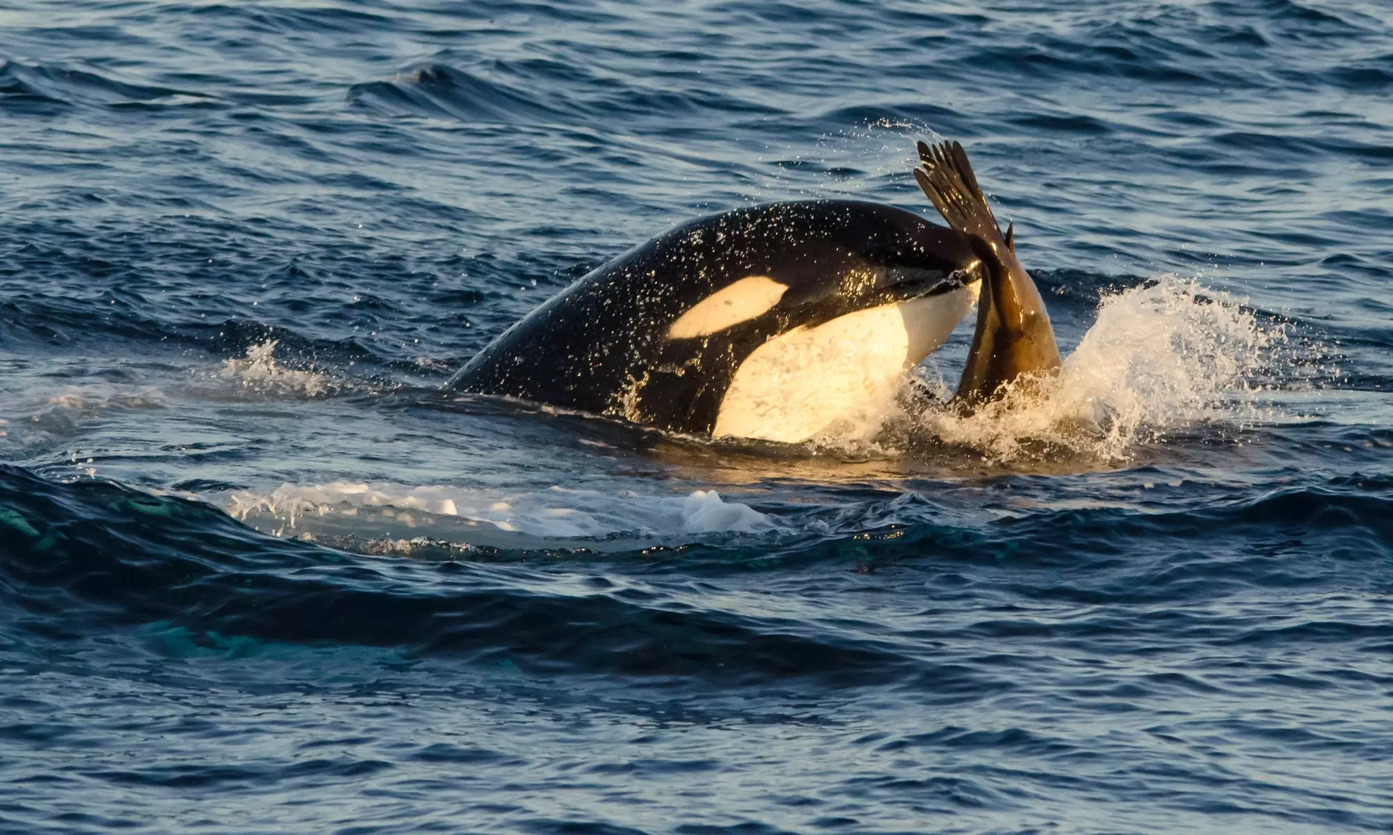 Up to 50% Off Whale Watching and Harbor Tours - Harbor Breeze