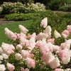 Image 3: Hydrangea 'Vanilla Fraise' - Up to 3 Potted Plants