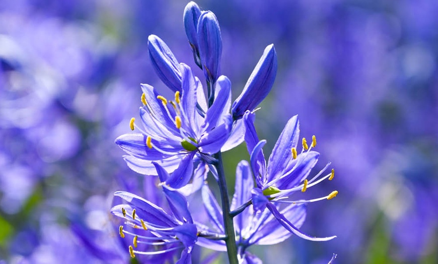 Image 4: Camassia Quamash Bulbs – 50 or 100 Blue Star Spring Flowers 