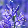 Image 4: Camassia Quamash Bulbs – 50 or 100 Blue Star Spring Flowers 