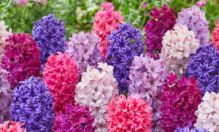 Image 1: 10 or 20 Hyacinth 'Berries and Cream' Mixed Spring Flowering Bulbs