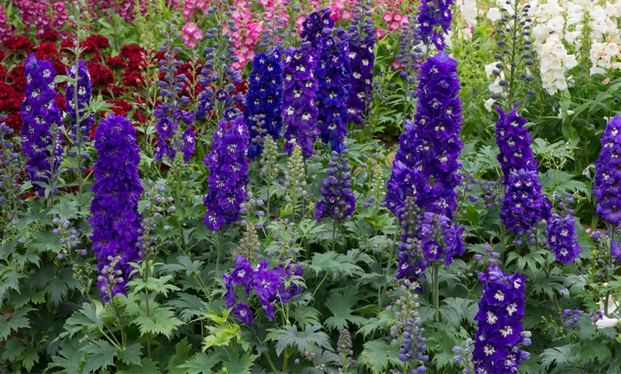 Image 7: Rainbow Perennial Collection - 72 or 144 Plants