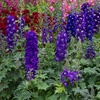 Image 7: Rainbow Perennial Collection - 72 or 144 Plants