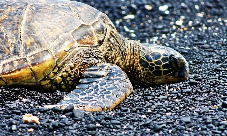 Image 16: Up to 65% Off Oahu Full-Day Island Tour - Aloha Fantasy Tours