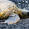 Image 16: Up to 65% Off Oahu Full-Day Island Tour - Aloha Fantasy Tours