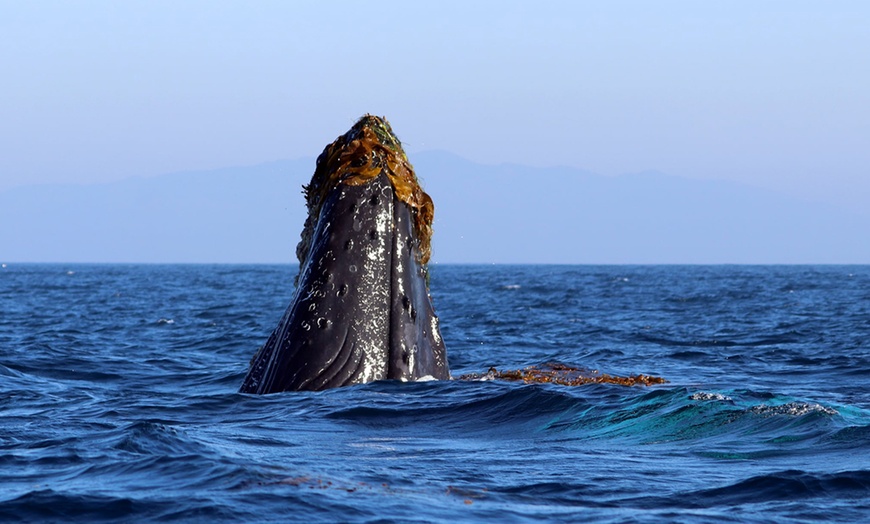 Image 6: Whale Watching Tours – Small Groups, Fast Boats