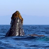 Image 6: Whale Watching Tours – Small Groups, Fast Boats
