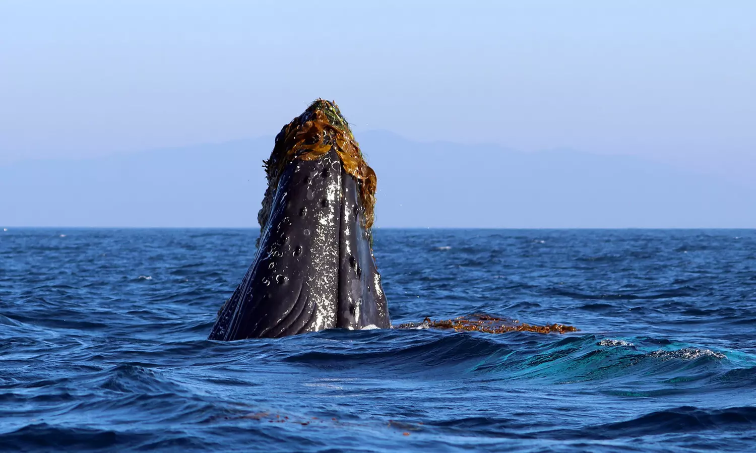 Whale Watching Tours – Small Groups, Fast Boats