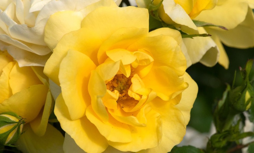 Image 1: Rose 'Isn't She Wonderful' - 1 or 2 Potted Plants