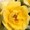 Image 1: Rose 'Isn't She Wonderful' - 1 or 2 Potted Plants