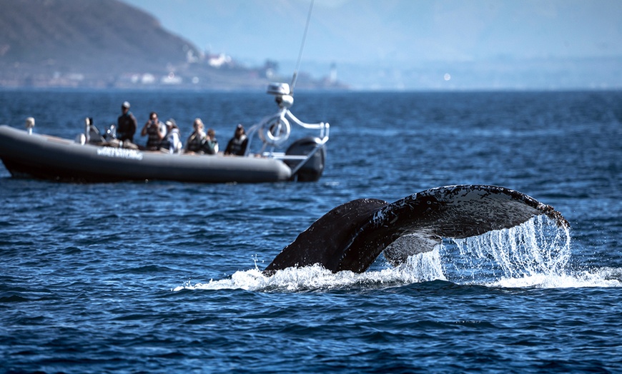 Image 7: Whale Watching Tours – Small Groups, Fast Boats