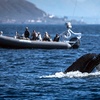 Image 7: Whale Watching Tours – Small Groups, Fast Boats