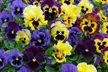 Pansy Frizzle Sizzle Mixed Collection – 24 or 48 plants - Image 5