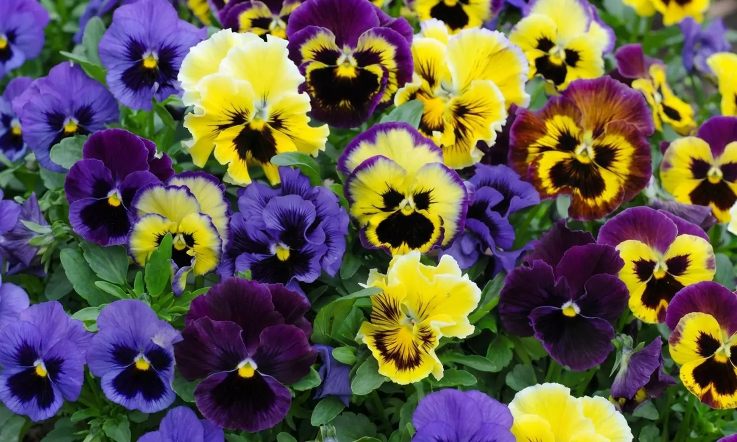 Pansy Frizzle Sizzle Mixed Collection – 24 or 48 plants