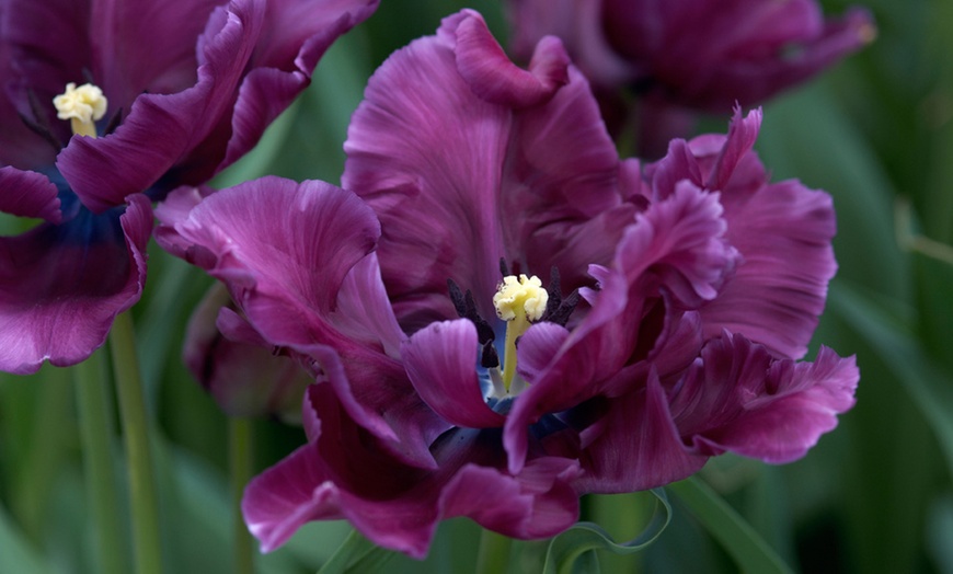 Image 3: Tulip Parrot Mixed - 16, 32 or 64 Bulbs