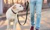 Pet Dog Safety Belts Car Headrest Adjustable Harness Collar Restraint Lead