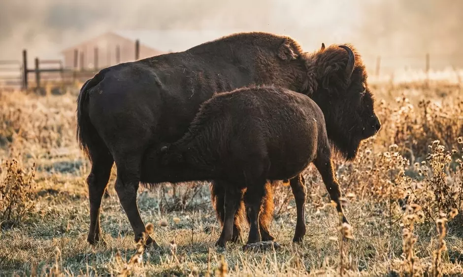 Visite guidée en chariot au ranch de bisons à Lanuéjols