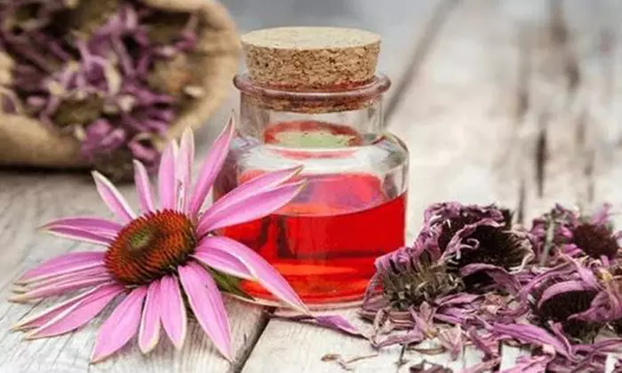 Formation en naturopathie appliquée