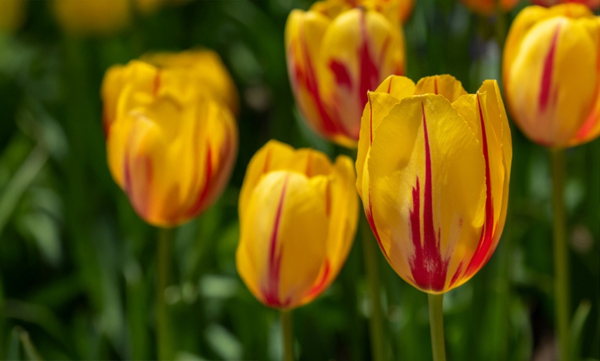 Image 1: 30x oder 60x Tulpen-Blumenzwiebel „Flaming Beauty“