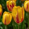 Image 1: 30x oder 60x Tulpen-Blumenzwiebel „Flaming Beauty“