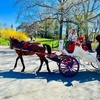Image 2: Central Park Horse Carriage Ride & Horse Interaction Experience