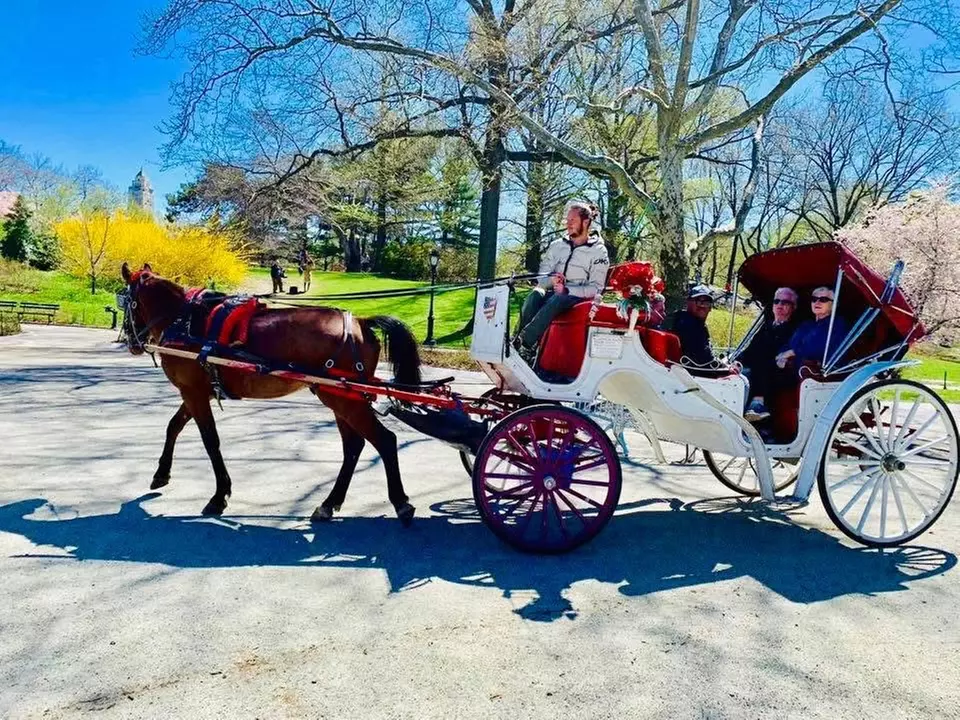 Central Park Horse Carrot Feeding, Express, or VIP Carriage Rides