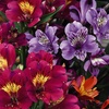 Image 1: Summer Flowering Alstroemeria Collections