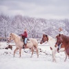 Image 8: Horseback Trail Ride Through Hudson Valley (45 Minutes)