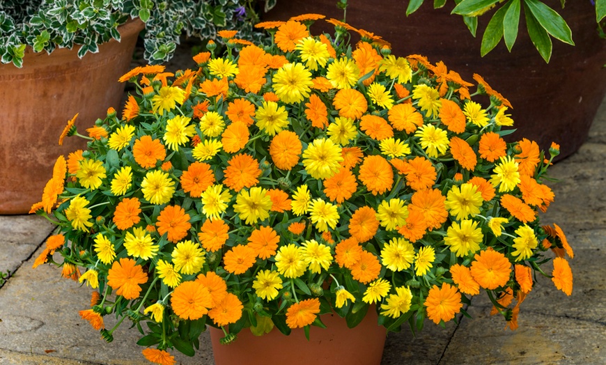 Image 2: Premium Power Daisy Selection