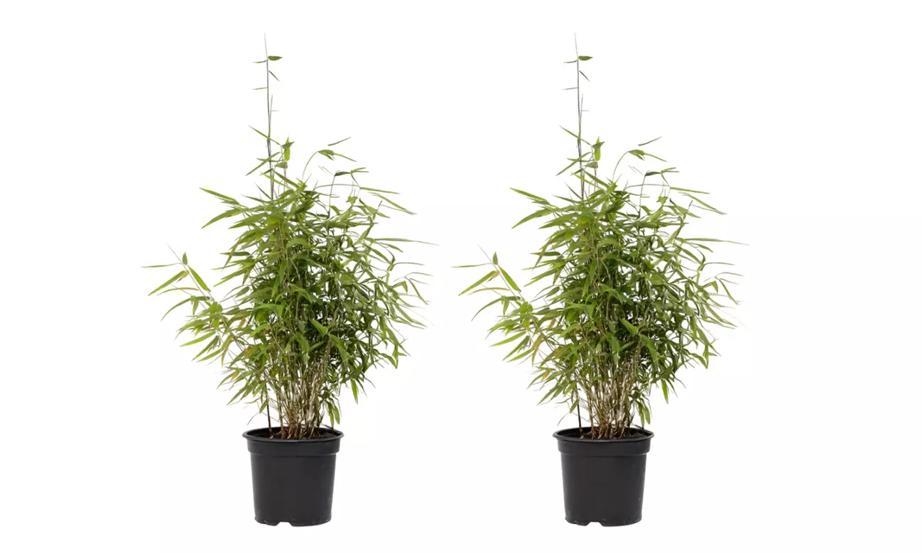 1x oder 2x Bambus Red Dragon (Fargesia)
