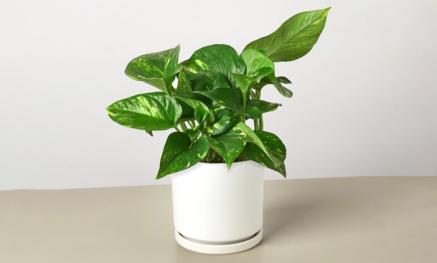 Image 16: Breathe Easier: Golden Pothos – Air-Purifying & Simple Care from House Plant Shop with Free Shipping Up to 15% Off